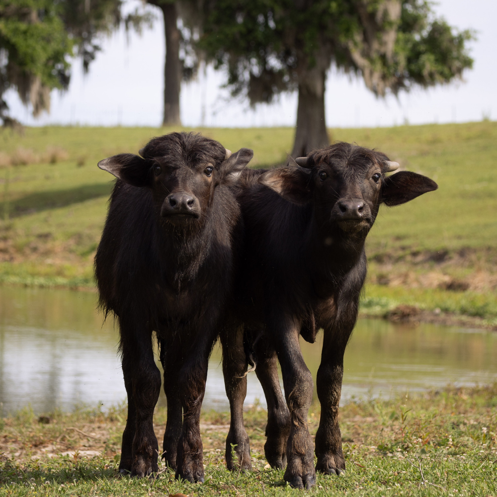 Critter Creek Farm Sanctuary – Largest Bovine Sanctuary in the United States